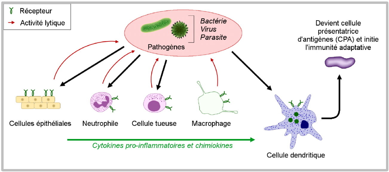Le schéma montre différentes cellules du système immunitaire (ex. : neutrophiles, macrophages, cellules dendritiques) et leur rôle par rapport aux pathogènes