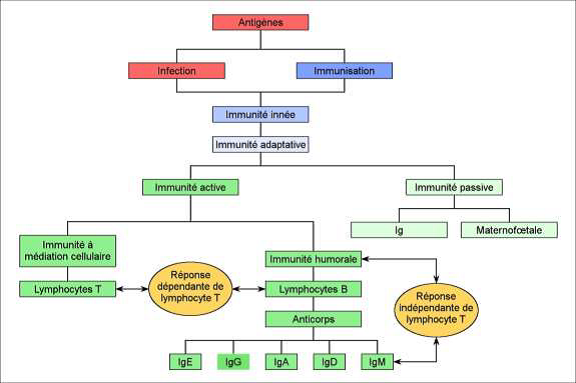 Le schéma montre les types de réactions immunitaires (immunités innée et adaptative, active et passive ainsi que à médiation cellulaire et humorale) à la suite de l'introduction d'un antigène spécifique