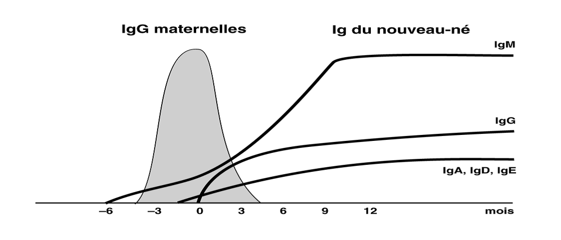 L'image présente 4 courbes qui montrent le moment de l'apparition, la durée et le niveau des différents anticorps (ex. : IgM, IgG) chez le nourrisson au cours de la grossesse et après la naissance.