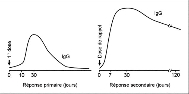 L'image présente 2 graphiques pour comparer le moment de l'apparition, la durée et le niveau d'anticorps à la suite de la 1re dose de vaccin et d'une dose de rappel.